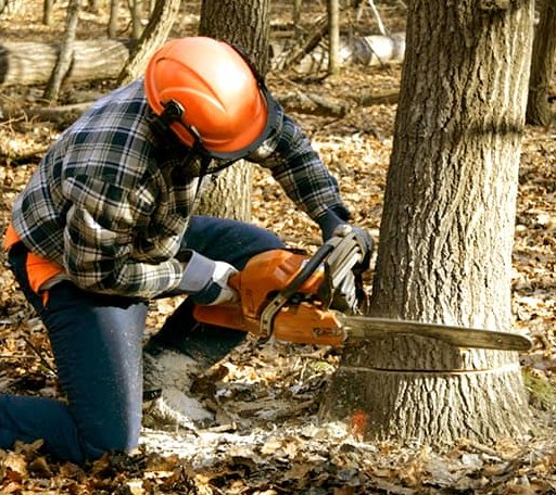 Tree Removal in Rustburg, VA